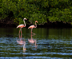 Picture 6 - Greater Flamingo, Caroni Swamp, Trinidad.